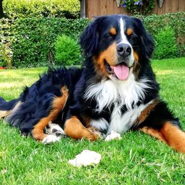Berner Sennen Berner Sennen